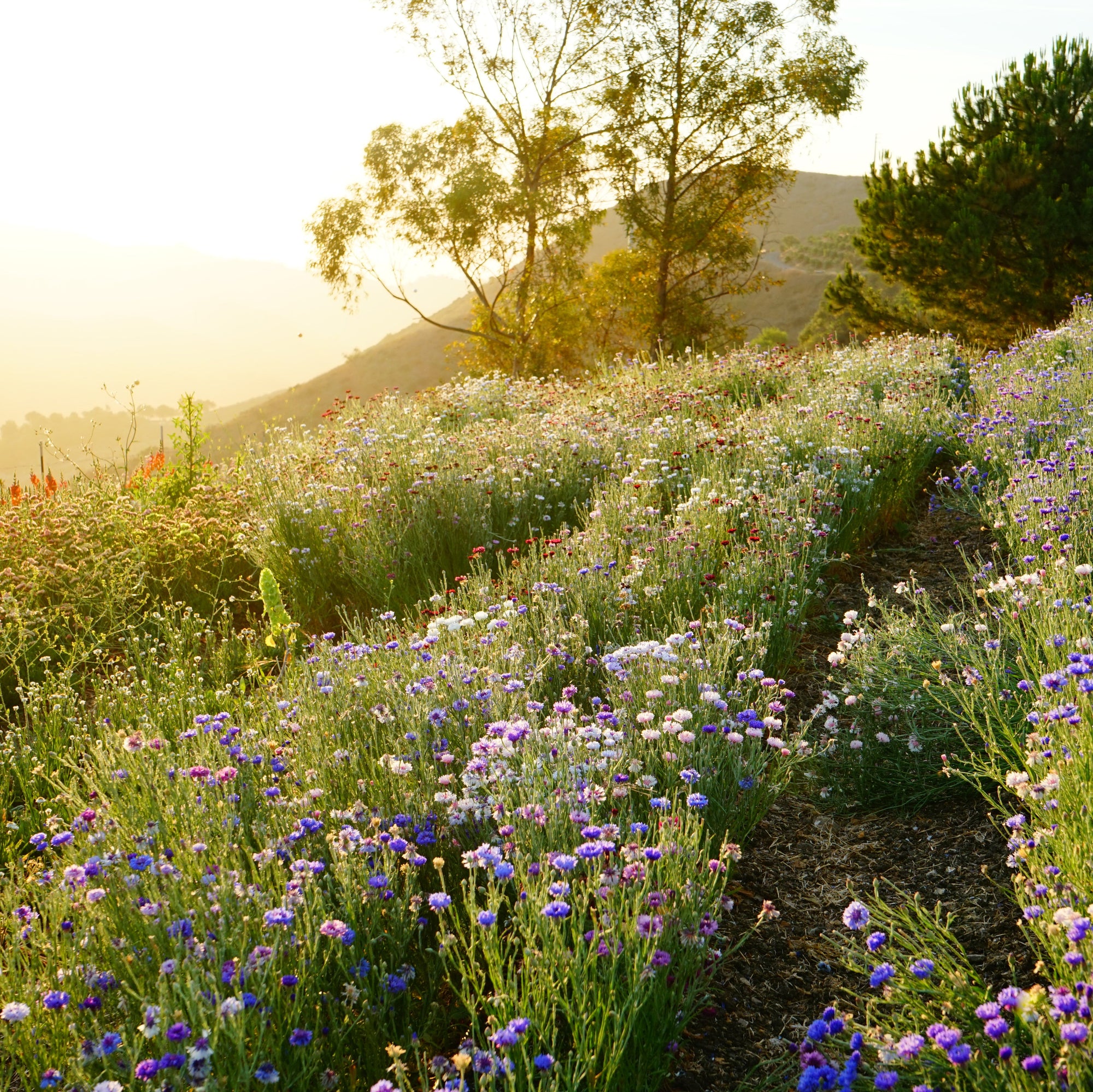 Holiday Mental Health, with MFT Kim Egel