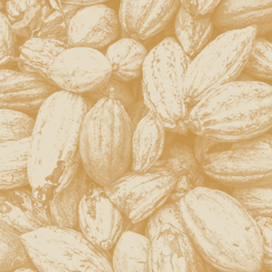 Why our Ecuadorian Cacao is so special