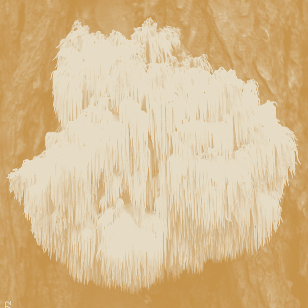 The Scoop on Lion's Mane