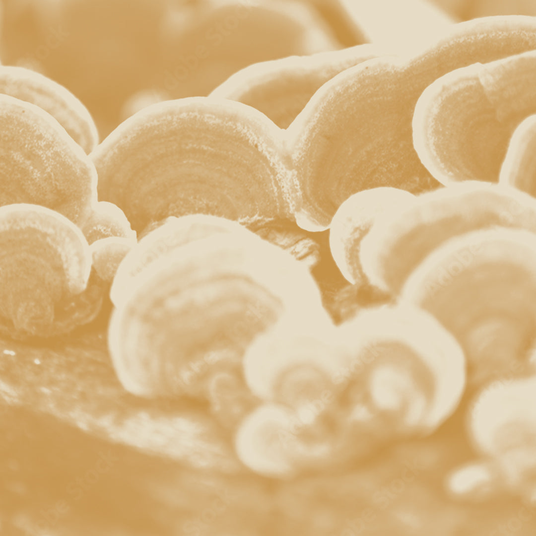 The Scoop on Reishi