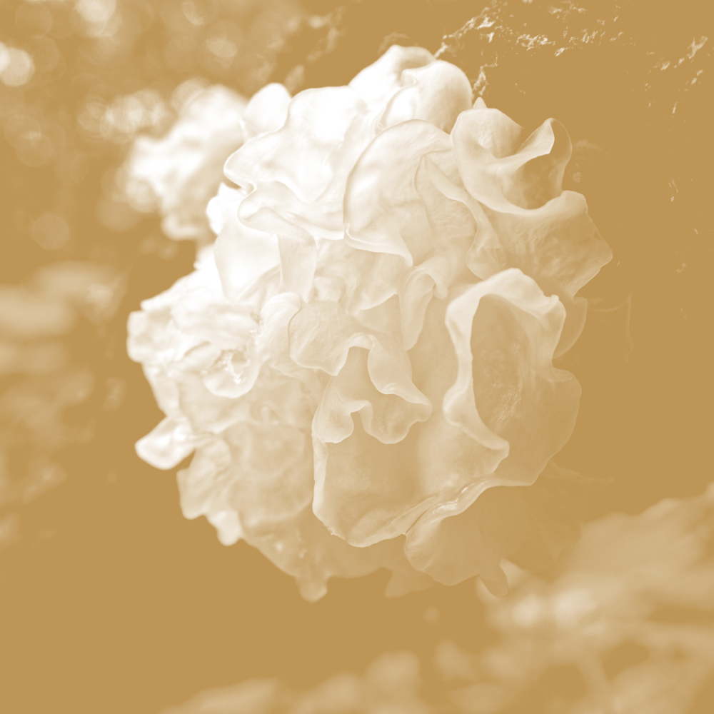 The Scoop on Tremella