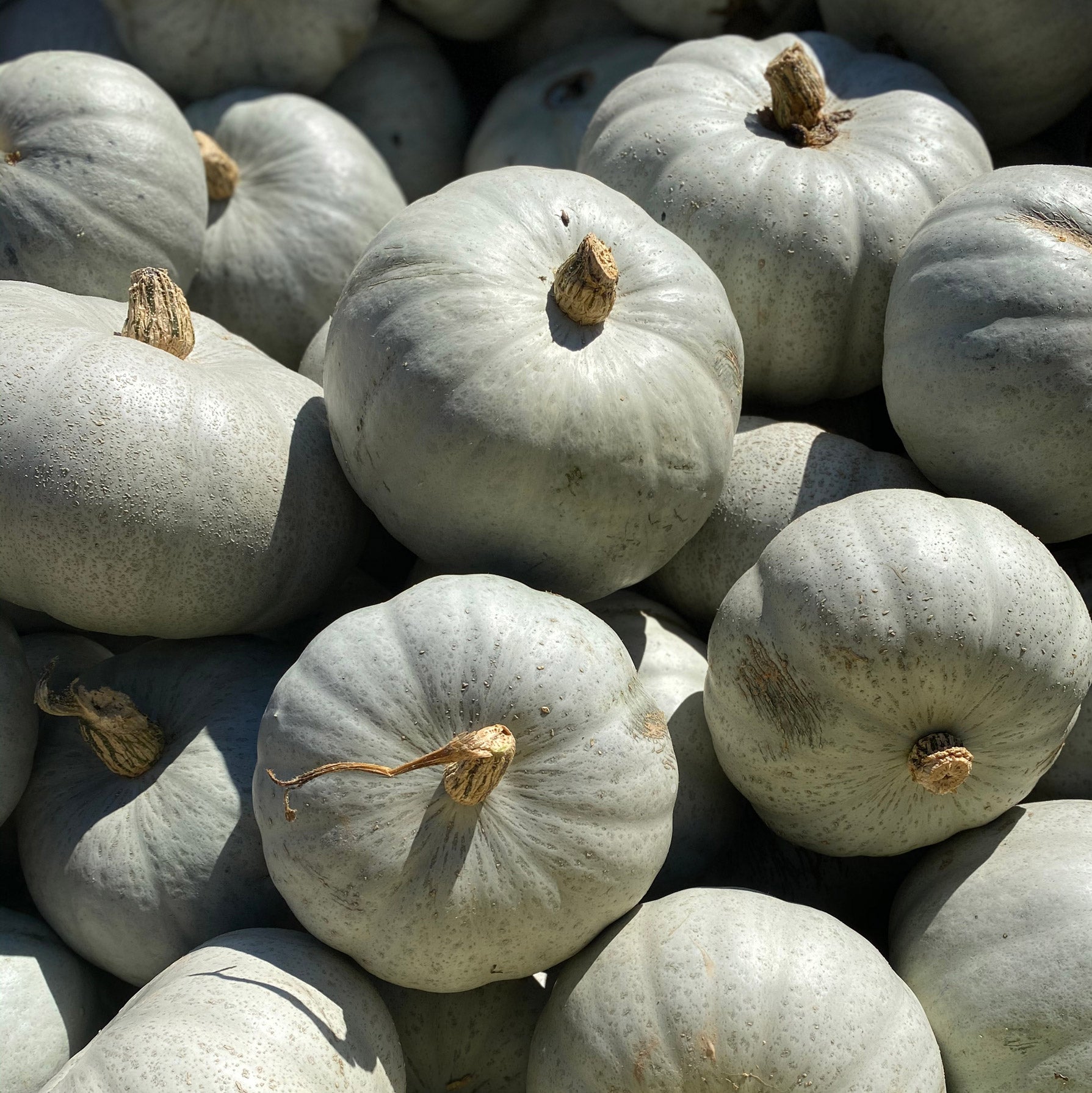 Mediterranean Roasted Squash