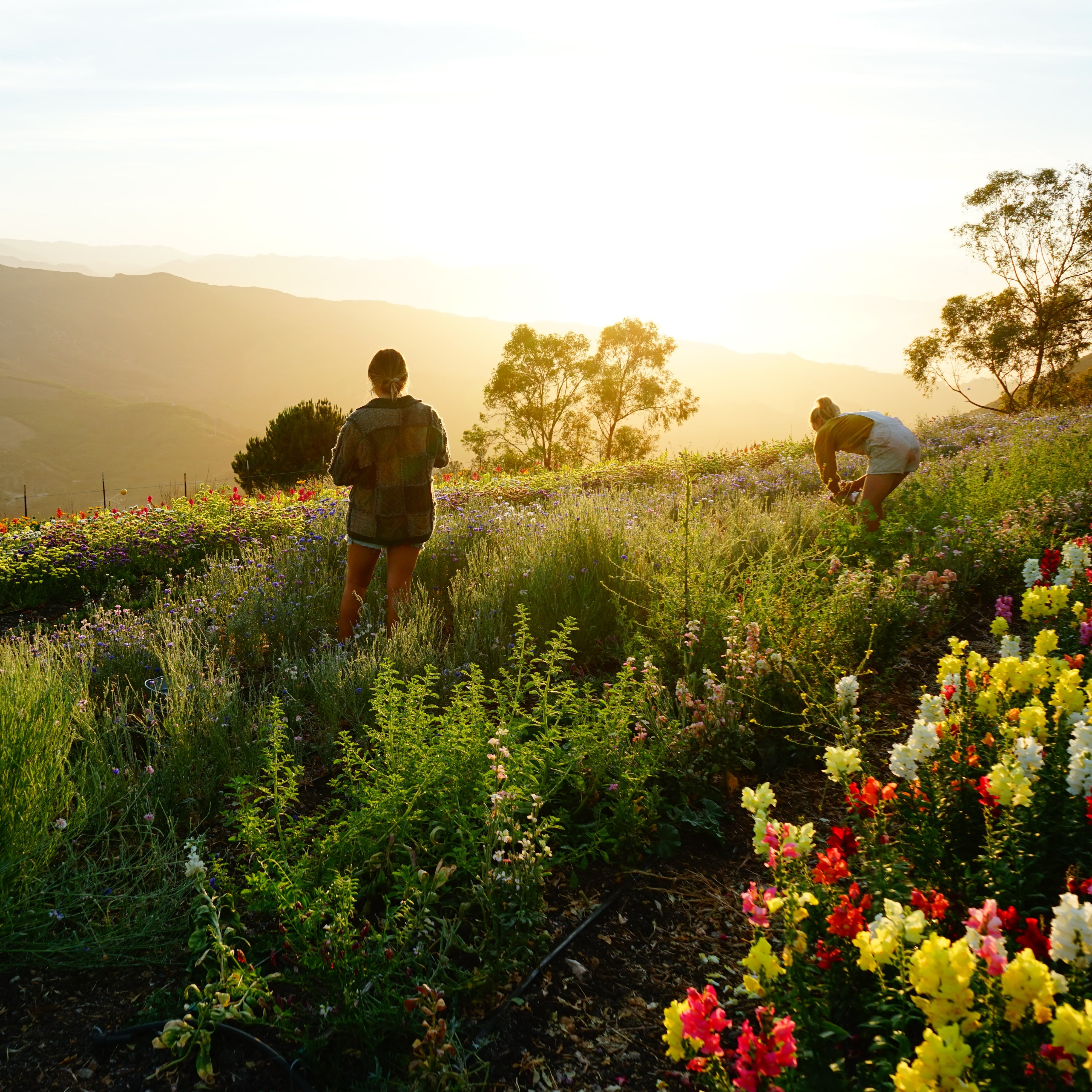 Holiday Mental Health, with Alyssa Petersel